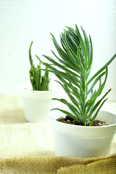 多汁植物和仙人掌的图片，种植在一个白色的花盆上的木桌，用于室内装饰图片下载