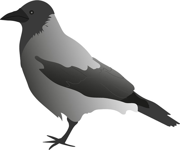 一只乌鸦站着或坐着图片下载