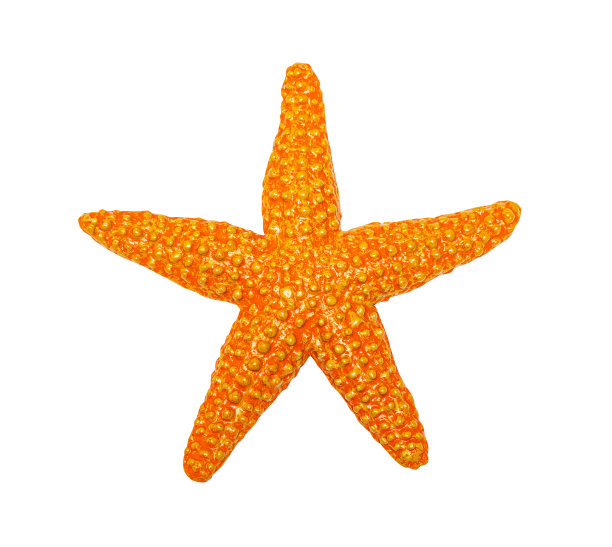 海星玩具孤立图片下载