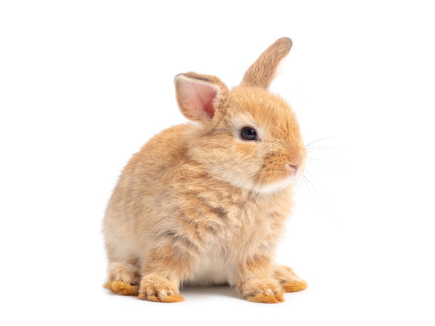 可爱的兔子图片素材ID：376358730