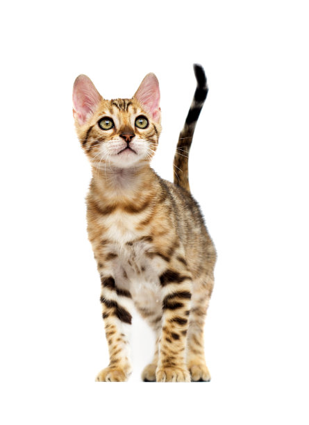 孟加拉猫图片下载