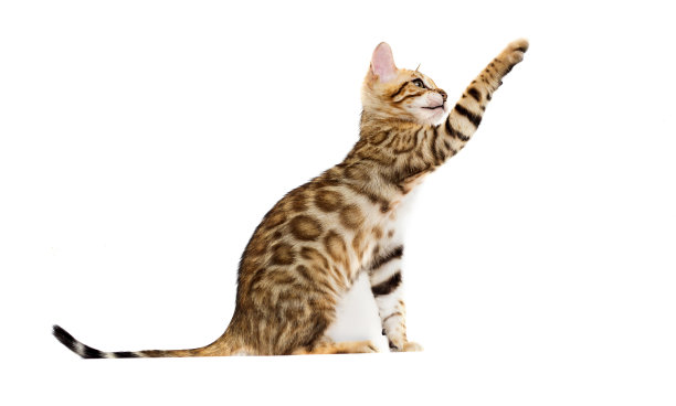 孟加拉猫图片下载