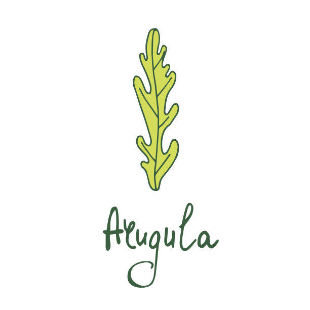 芝麻菜矢量图。手drawn.Lettering。图片下载