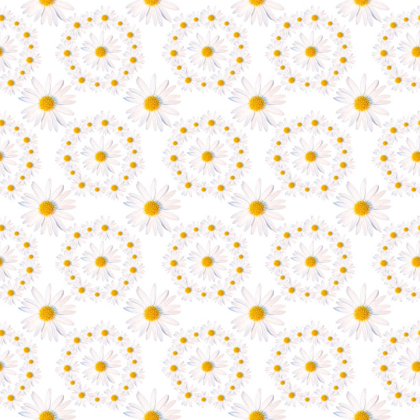 白色雏菊花在白色背景上的花装饰图片下载