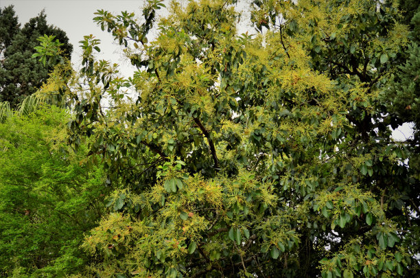 有花而不是公园的美国Persea图片下载