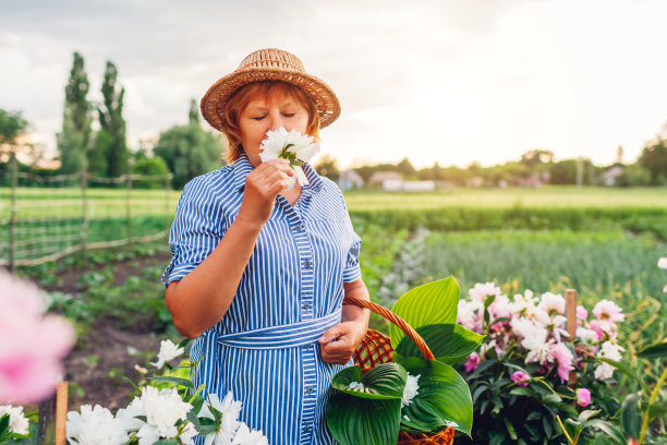 妇女收集和闻花在花园里。退休老妇人把牡丹放在篮子里。春天的大自然图片下载