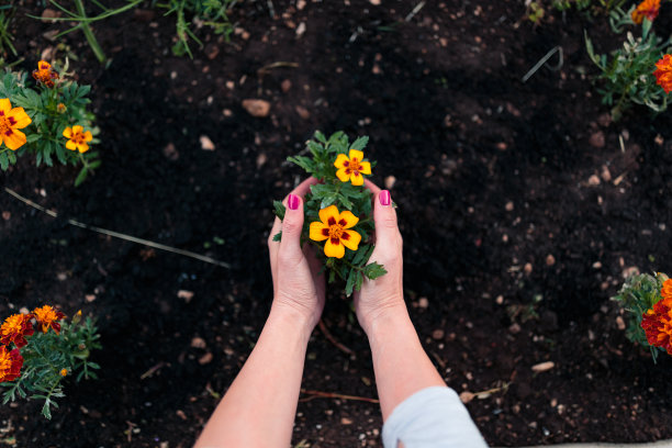 捧着花在花园里的女人图片下载
