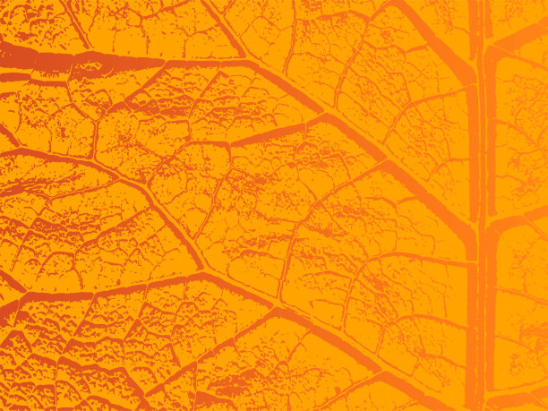 秋叶模板干燥。EPS 8素材图片