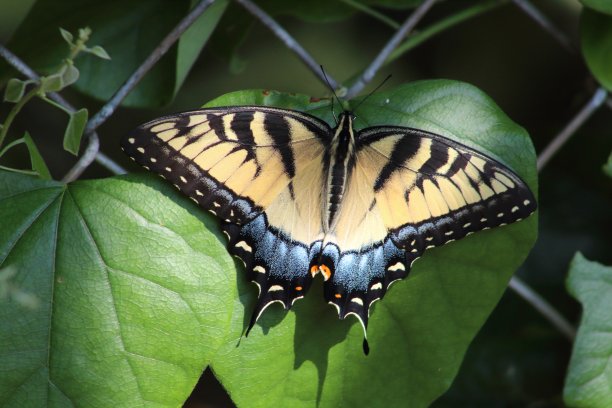 一只虎斑蝶栖息在一根藤蔓上图片下载