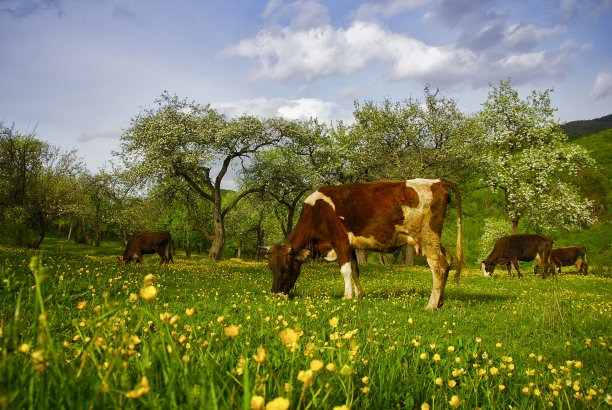 奶牛在绿色的田野上。图片下载