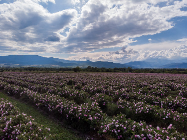 保加利亚粉玫瑰灌木俯视图图片下载