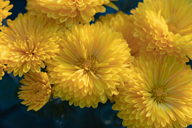 美丽的黄色菊花特写图片下载