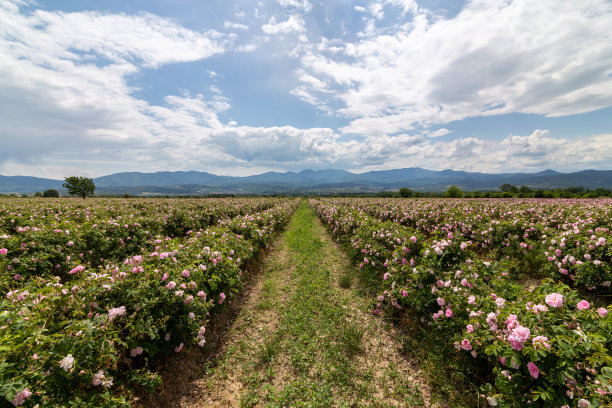 山谷在日落时覆盖着保加利亚的粉红色玫瑰图片下载