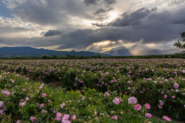 山谷在日落时覆盖着保加利亚的粉红色玫瑰图片下载