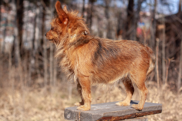一个侧面的观点，约克夏梗站在黑板上的森林。看了。模糊的背景。水平的。图片下载