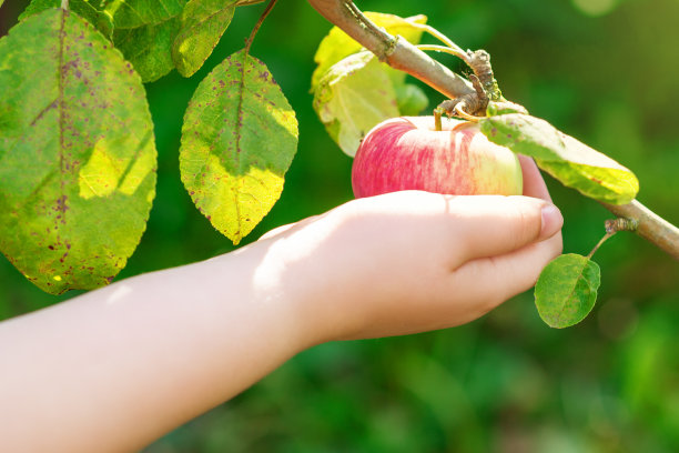 孩子正在从树枝上摘红苹果。图片下载