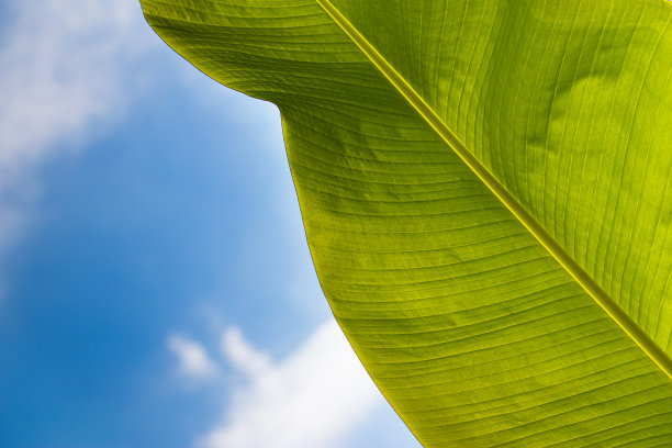 香蕉树叶对蓝色的天空，树叶近距离的纹理，近距离的香蕉棕榈叶在天空中，三个绿色的香蕉棕榈树叶在明亮的蓝色天空的背景。图片下载