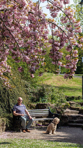 四月，公园里的人和狗图片下载