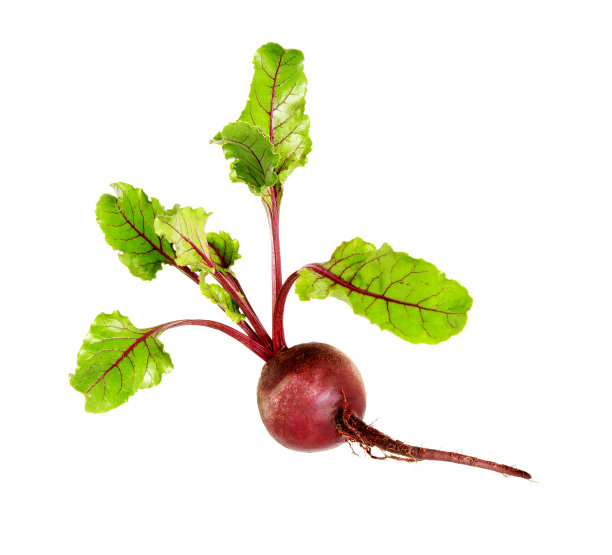 带有叶子的甜菜根，在白色背景上分离的新鲜整根甜菜图片下载