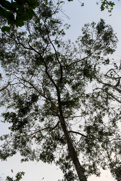 日落后，蝙蝠在Kpalimé的天空中飞翔。图片下载