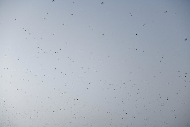 日落后，蝙蝠在Kpalimé的天空中飞翔。图片下载