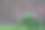 粉红色的牡丹映衬着棕色的建筑图片下载
