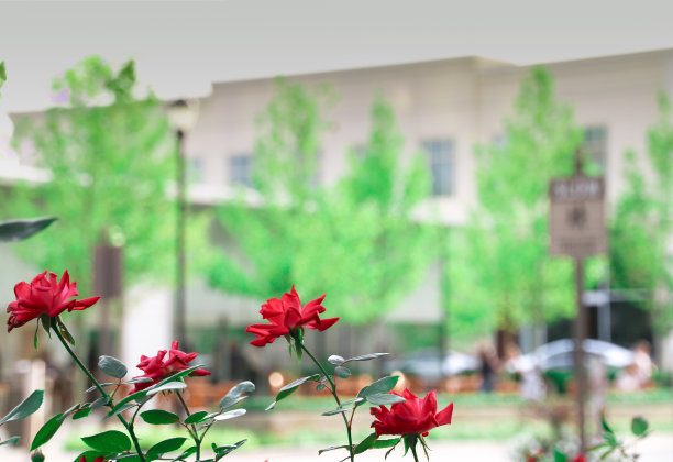 绿树背景上的玫瑰图片下载