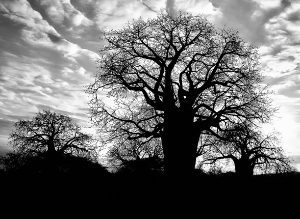 黑白相间的猴面包树图片下载