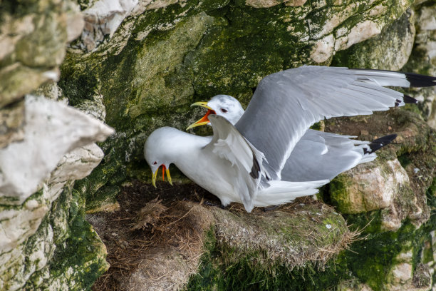 栖息在本顿悬崖上的基蒂威克图片下载