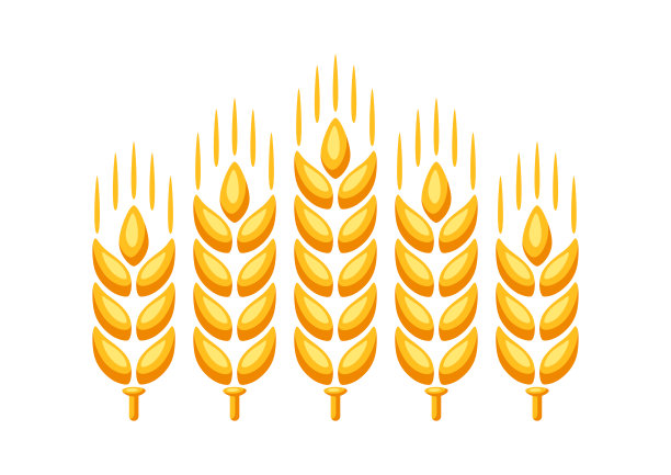 小麦成熟穗的插图。图片下载