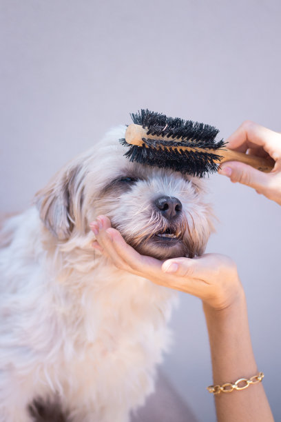 狗很开心图片下载