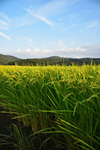 稻田里，收获的季节图片下载