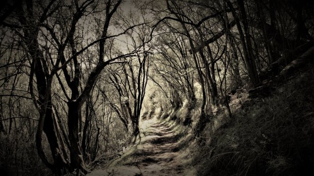 丛林中的小路图片下载