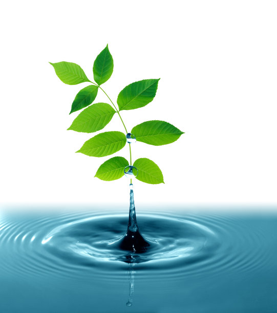 水中的绿叶图片下载