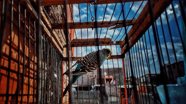 八季鸟的笼子里有日落的颜色图片下载