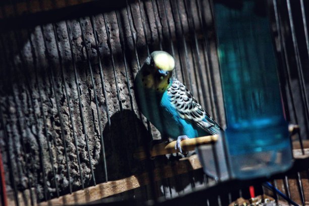 摩洛哥鸟Badji图片下载