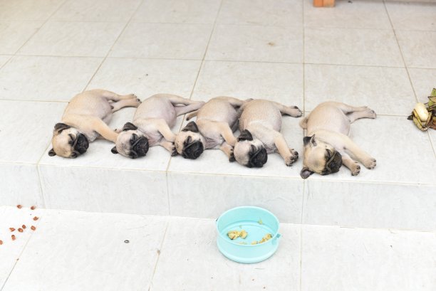 睡觉的小哈巴狗图片下载