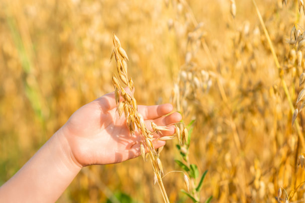 孩子的手握着燕麦的耳朵。图片下载