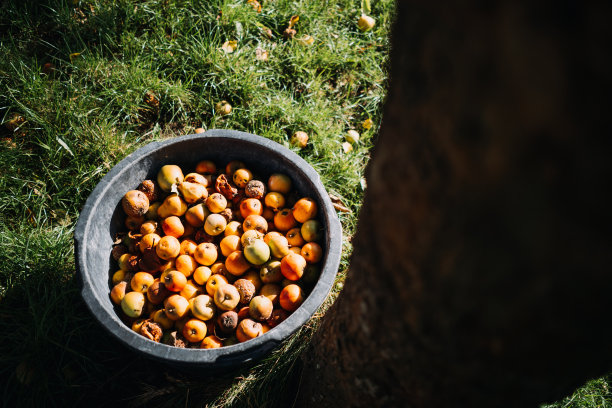 草地上的篮子里的梨和苹果的照片图片下载