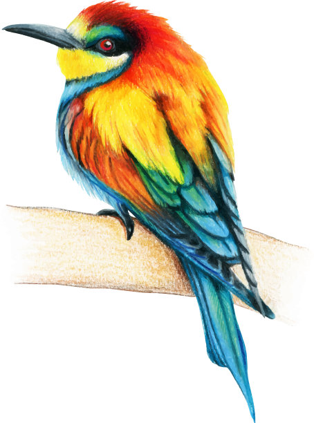 蜂食手绘鸟水彩彩色图片下载