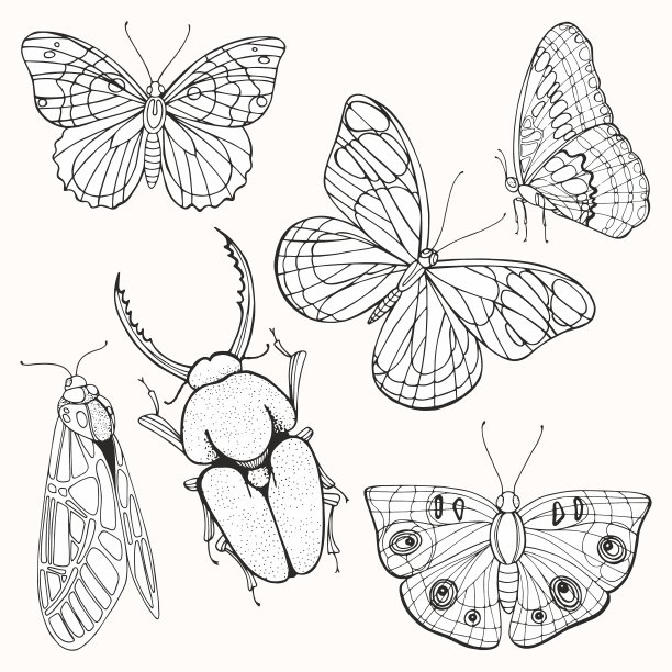 飞蛾、蝴蝶和甲虫。一套矢量插图。图片下载