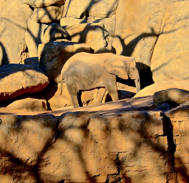 大象在岩石上行走图片下载