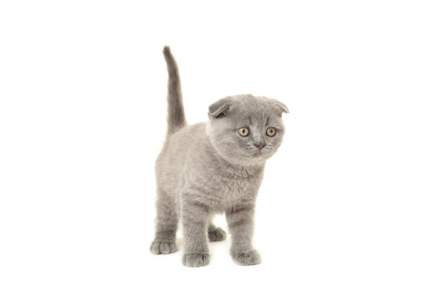 灰色苏格兰猫孤立在白色的背景，剪掉图片下载