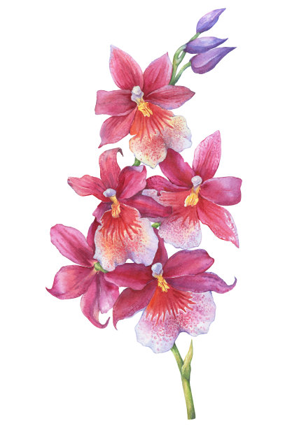 兰花:开花的热带粉红色兰花的一枝。近距离杂交兰花。手绘水彩画插图孤立在一个白色的背景。图片下载