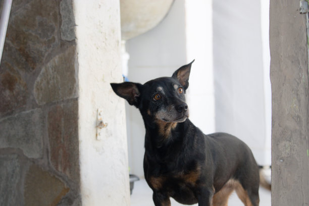 家里的狗图片下载