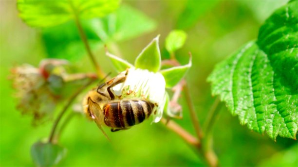 专注于一只飞镖的蜜蜂图片下载