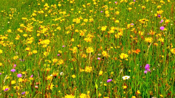 不同颜色的野花在草地上图片下载