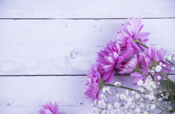紫色的雏菊和白色的西洋花铺在白色的木质背景上图片下载