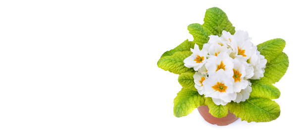 孤立在白色背景上的报春花。宽的照片图片下载