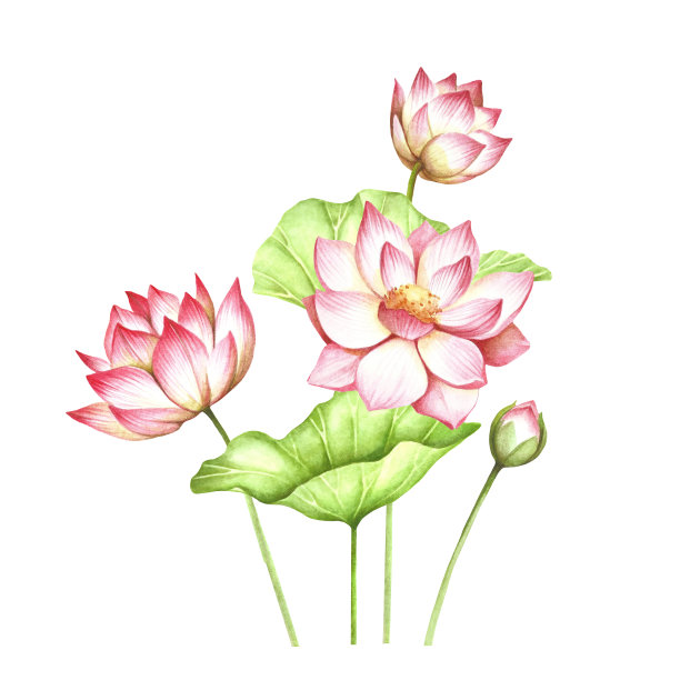 与lotus组成。手绘水彩插图。素材图片